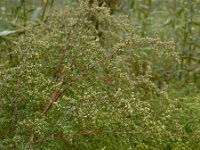 Artemisia scoparia 5, Saxifraga-Ed Stikvoort