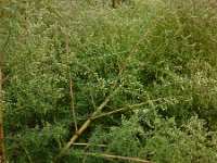 Artemisia scoparia 6, Saxifraga-Ed Stikvoort
