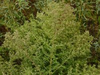 Artemisia scoparia 7, Saxifraga-Ed Stikvoort