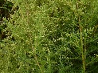 Artemisia scoparia 8, Saxifraga-Ed Stikvoort
