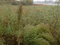 Artemisia scoparia 9, Saxifraga-Ed Stikvoort