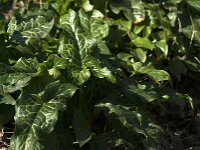 Arum italicum 49, Italiaanse aronskelk, Saxifraga-Jan van der Straaten