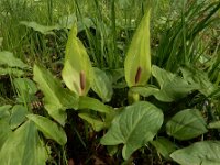 Arum maculatum 34, Gevlekte aronskelk, Saxifraga-Ed Stikvoort : weichselboom Kop van Schouwen Zutphen Beesd - Culemborg Breda
