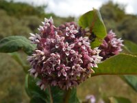 Asclepias syriaca 10, Zijdeplant, Saxifraga-Ed Stikvoort