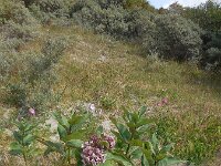 Asclepias syriaca 15, Zijdeplant, Saxifraga-Ed Stikvoort