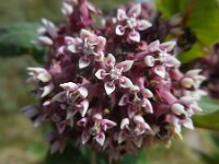 Asclepias syriaca 9, Zijdeplant, Saxifraga-Ed Stikvoort