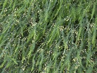 Asparagus officinalis 29, Asperge, Saxifraga-Roel Meijer