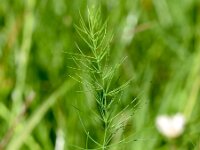 Asparagus officinalis ssp officinalis 30, Asperge, Saxifraga-Sonja Bouwman  806. Asperge - Asparagus officinalis ssp. officinalis - Asparagaceae familie (i)