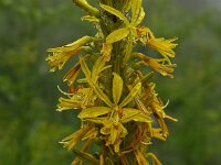 Asphodeline lutea 34, Saxifraga-Harry Jans
