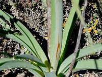 Asphodelus cerasiferus 2, Saxifraga-Sonja Bouwman  Asphodelus cerasiferus - Asphodelaceae familie
