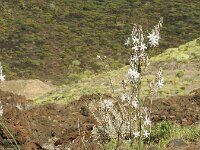 Asphodelus ramosus 54, Saxifraga-Michiel Drok