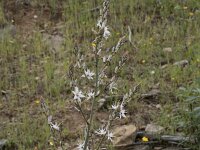 Asphodelus ramosus 55, Saxifraga-Willem van Kruijsbergen