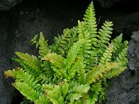 Asplenium marinum