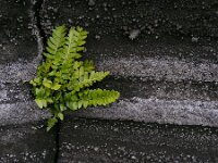 Asplenium marinum 3, Saxifraga-Ed Stikvoort