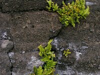 Asplenium marinum 7, Saxifraga-Ed Stikvoort