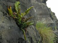 Asplenium marinum 9, Saxifraga-Ed Stikvoort