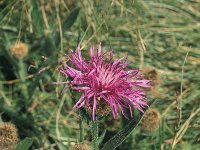 Aster stenolepis