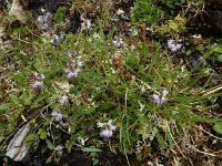 Astragalus alpinus, Alpine Milk-vetch