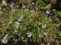 Astragalus alpinus 13, Saxifraga-Ed Stikvoort