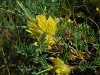 Astragalus aureus 3, Saxifraga-Ed Stikvoort