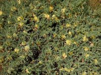 Astragalus aureus 7, Saxifraga-Ed Stikvoort