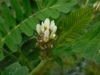 Astragalus boeticus 3, Saxifraga-Ed Stikvoort