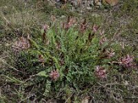 Astragalus brachycarpus 10, Saxifraga-Ed Stikvoort : Kapan - Mehgri A900