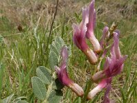 Astragalus brachycarpus 2, Saxifraga-Ed Stikvoort : Jerevan - Garni s9900