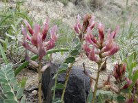Astragalus brachycarpus 3, Saxifraga-Ed Stikvoort : Jerevan - Garni s9900