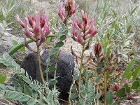 Astragalus brachycarpus 4, Saxifraga-Ed Stikvoort : Jerevan - Garni s9900