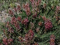 Astragalus brachycarpus 7, Saxifraga-Ed Stikvoort : Gyumri - noordwest Armenië - Zvartnots A900
