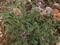 Astragalus cancellatus 3, Saxifraga-Ed Stikvoort : Jerevan - Areni - Noravank A900