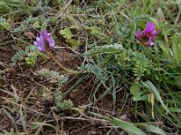 Astragalus cancellatus 4, Saxifraga-Ed Stikvoort : Jerevan - Garni s9900