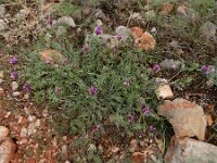 Astragalus cancellatus 5, Saxifraga-Ed Stikvoort : Jerevan - Areni - Noravank A900