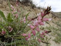 Astragalus chardinii 4, Saxifraga-Ed Stikvoort : Jerevan - Garni s9900