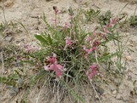 Astragalus chardinii 5, Saxifraga-Ed Stikvoort : Jerevan - Garni s9900