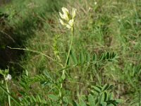 Astragalus cicer