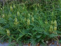 Astragalus cicer 10, Bergerwt, Saxifraga-Ed Stikvoort