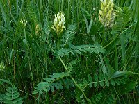 Astragalus cicer 11, Bergerwt, Saxifraga-Ed Stikvoort