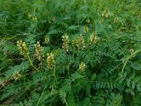 Astragalus cicer 12, Bergerwt, Saxifraga-Ed Stikvoort