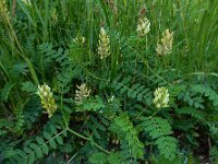 Astragalus cicer 13, Bergerwt, Saxifraga-Ed Stikvoort