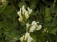 Astragalus cicer 3, Bergerwt, Saxifraga-Willem van Kruijsbergen