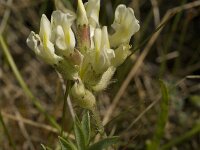 Astragalus cicer 4, Bergerwt, Saxifraga-Willem van Kruijsbergen