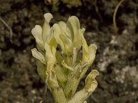 Astragalus cicer 5, Bergerwt, Saxifraga-Willem van Kruijsbergen