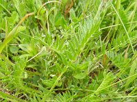 Astragalus cicer 7, Bergerwt, Saxifraga-Rutger Barendse