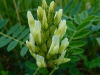 Astragalus cicer 9, Bergerwt, Saxifraga-Ed Stikvoort