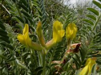 Astragalus fabaceus 4, Saxifraga-Ed Stikvoort : Jerevan - Garni A900