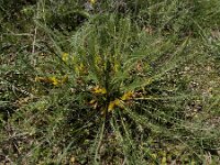 Astragalus fabaceus 5, Saxifraga-Ed Stikvoort : Jerevan - Garni A900