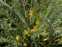 Astragalus fabaceus 6, Saxifraga-Ed Stikvoort : Jerevan - Garni A900
