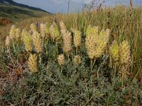 Astragalus lagopoides 3, Saxifraga-Ed Stikvoort